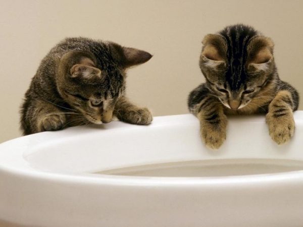 котята смотрят в унитаз
