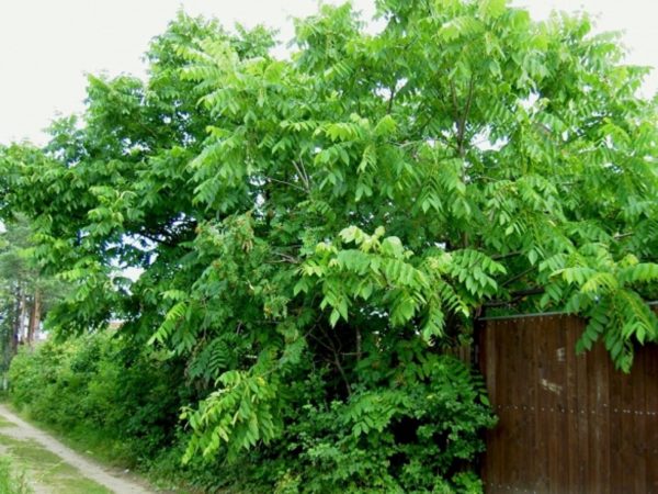 Орех у дороги