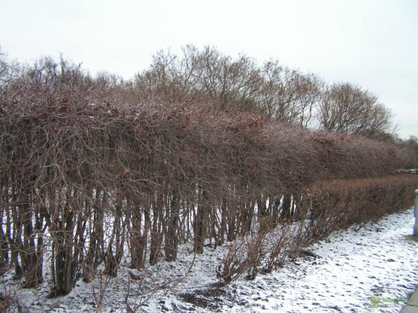 Живая изгородь