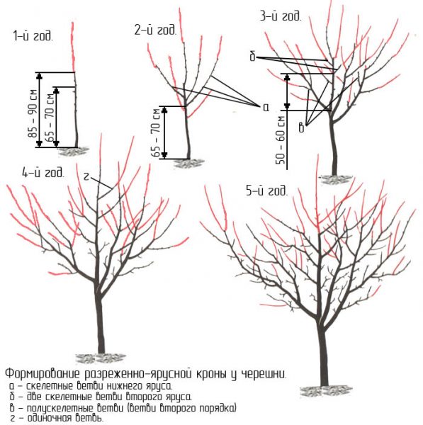 Схема формирования разреженно-ярусной кроны у черешни