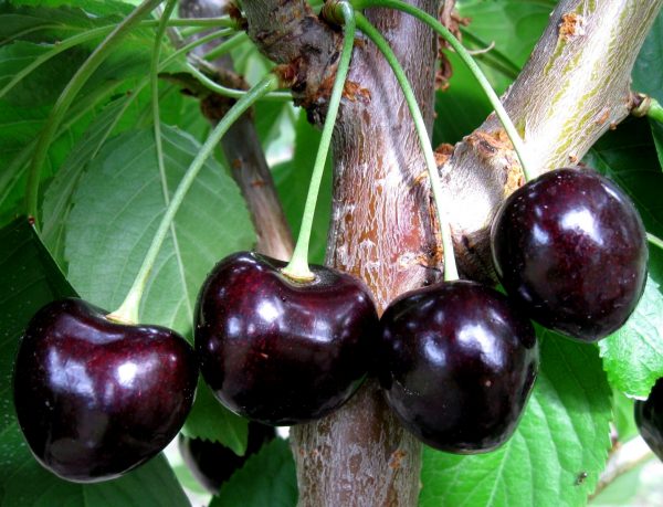 Черешня Ленинградская чёрная