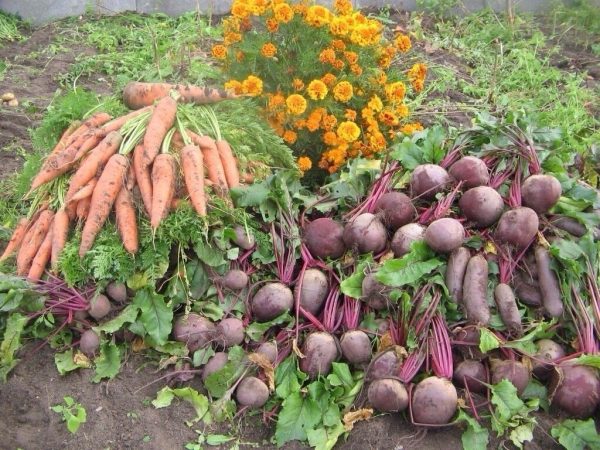 Собранные корнеплоды