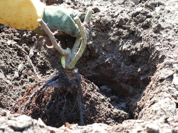 Высадка розы с оголённой корневой системой