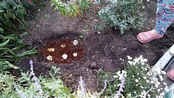 пересадка лилий осенью на другое место