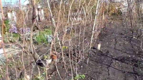 Виноградник осенью