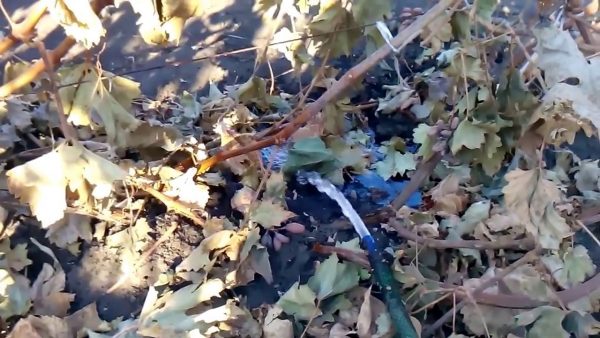 Влагозарядковый полив винограда