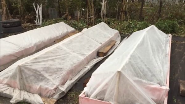 Укрытие земляники агроволокном
