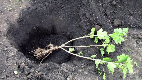 Корни крыжовника