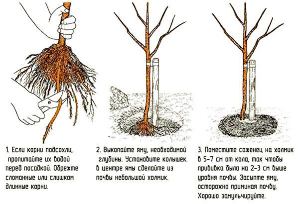 Посадка яблони-колонны