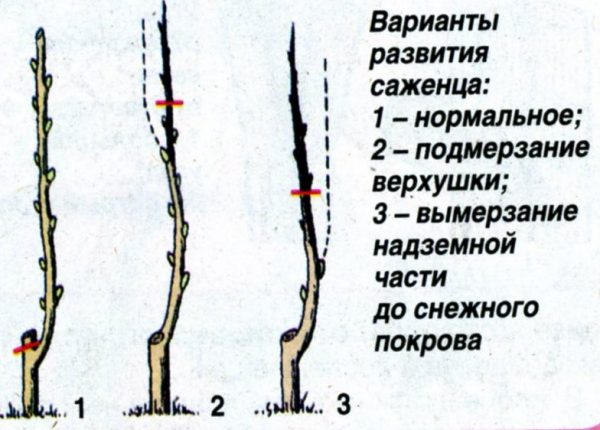Перевод центрального проводника на боковой побег