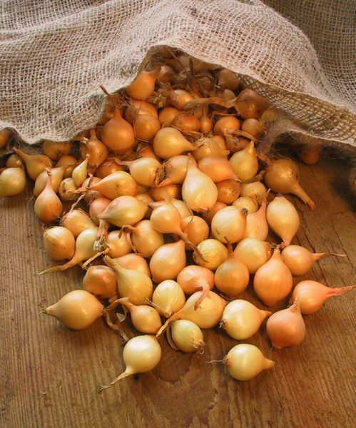 Лук для посадки