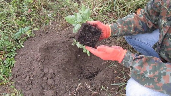 Высадка саженца ежевики с закрытой корневой системой осенью