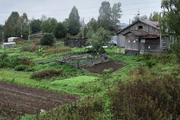Пасмурный день в огороде