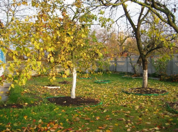 Золотая осень в огороде