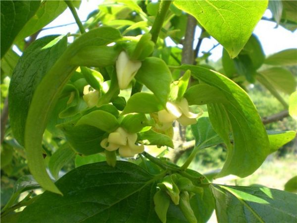 Женские цветки хурмы