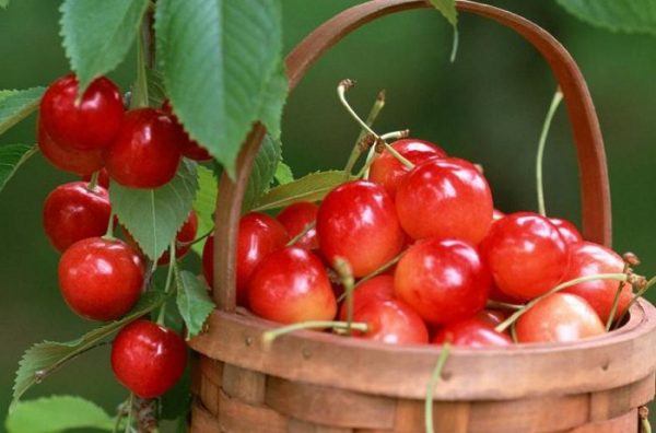 Зрелые плоды черешни Фатеж