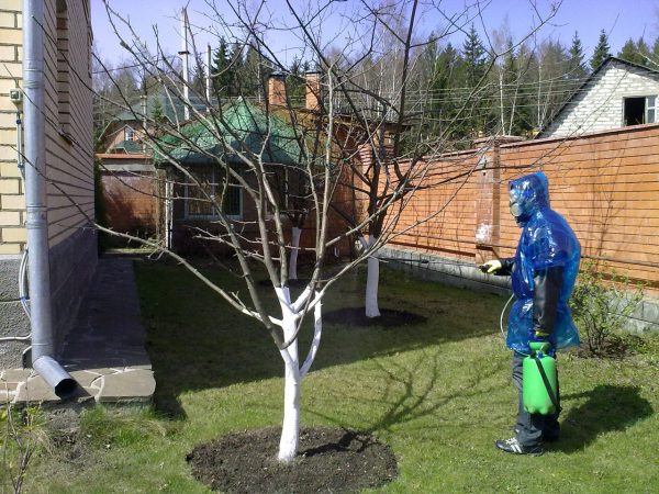 Профилактика болезней и вредителей черешни
