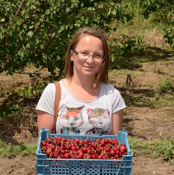 Урожай взрослой черешни Фатеж