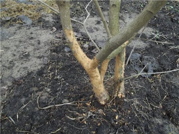 Повреждённое мышами дерево