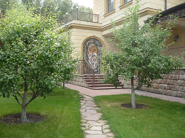 Яблони