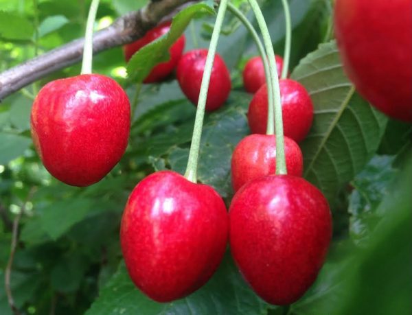 Черешня Наполеон – многоликий южный сорт с вкусными плодами