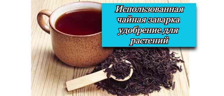 Чайная заварка: секретное удобрение для роста комнатных растений и удобрение почвы огорода