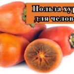 спелая хурма на фото