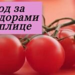 красная помидора на фото