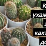 много кактусов на фото