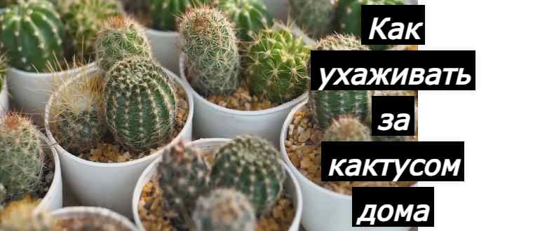 Как правильно ухаживать за кактусом дома в горшке: превращаем колючего питомца в цветущего красавца