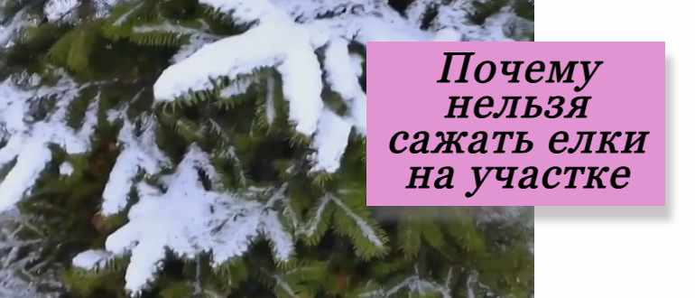 Почему посадить ёлки на своём участке это плохая примета: разбираем примету, логику и скрытые угрозы